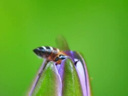 Work bee on water lily Stock Footage