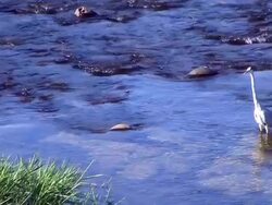 HD: Grey Heron try to hunt for food (video) Stock Footage