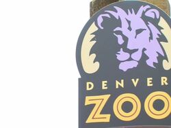 Denver Zoo Stock Footage