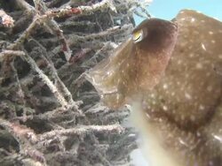 CU Shot of Broadclub cuttlefish laying eggs / Mabul, Sabah, Malaysia   Stock Footage