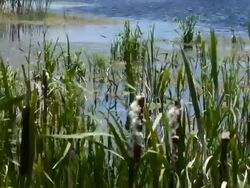 Cattails In A Wetland Stock Footage