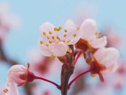 Wild plum flower Stock Footage