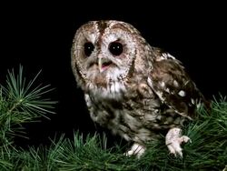 CU Eurasian Tawny Owl (strix aluco) adult looking around / Calvados, Normandy, France Stock Footage