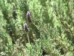 lavender Stock Footage