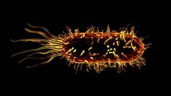 Cells - Plasma Membrane Instructional Video
