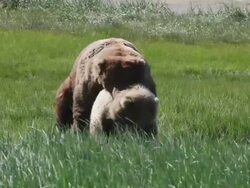 MS Dominant male brown bear copulating with female in estrus and male biting female's neck / Alaska, United States Stock Footage