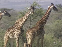 MS TU PAN Giraffes walking and eating / Tanzania Stock Footage