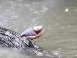Beautiful brown duck Stock Footage