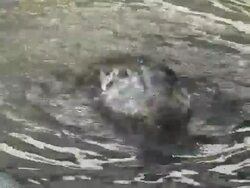 (HD1080i) Bath-time for a Duck Stock Footage