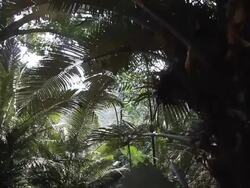 Old palm trees Stock Footage