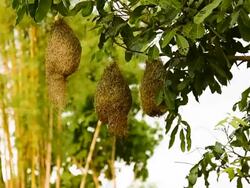 Skylark bird nests Stock Footage