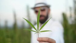 Man and cannabis. Stock Footage