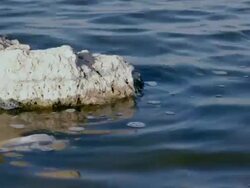 Contamination Stock Footage