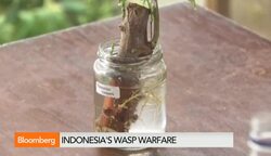 Wasp Warfare: Indonesia's Fight Against Mealybugs News Clip