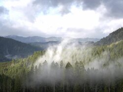 WS View of Forest with mist after rain / Umpqua, Oregon, United States Stock Footage