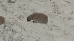 Snow in the Lake District News Clip