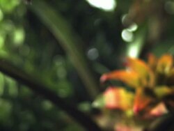 Medium Shot Slow Motion - Bat falls through frame, wings flapping, blurred rain forest in background / Costa Rica Stock Footage