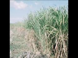 SYND 23 12 76 SUGAR CANE DISEASE News Clip