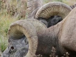 MS Shot of mature bighorn rams grazing on tundra / Grand Lake, Colorado, United States Stock Footage
