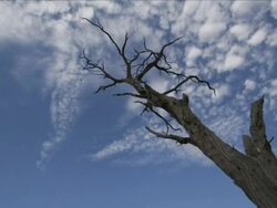 Timelapse fine cloud in blue sky passing over top of dead tree, Kalahari, South Africa Stock Footage