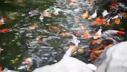 koi Stock Footage