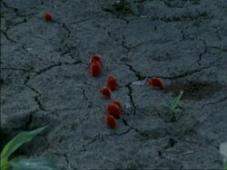 Red spider mites crawling on ground, Botswana, Africa Stock Footage