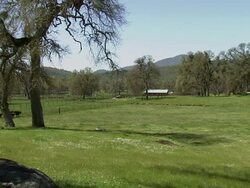 Pan of pasture, long shot. Stock Footage