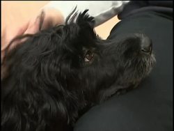 Obamas pick 6-month-old Portuguese water dog News Clip