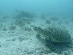 Green sea turtle, Sipadan, Malaysia Stock Footage