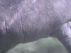 Manatee Stock Footage