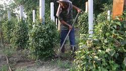 Gardener Clearing Grass Stock Footage