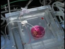 Stem cell researchers have long sought to be able to grow replacement organs. But a major obstacle has been delivering a reliable blood supply to the growing tissue. Now, scientists at Stamford university claim they have a solution to the problem. (May 20) Instructional Video