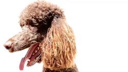 Poodle close up looking around on white background Stock Footage