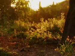 Sunset nature. Flying gnats Stock Footage