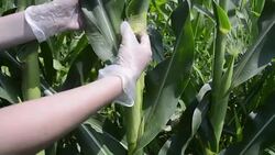 Farmer controlling corn plants in the field Stock Footage