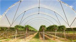 Poly tunnels in which fruit is intensively grown. Stock Footage