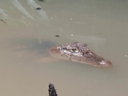 Young caiman in the water Stock Footage