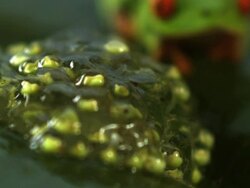 Extreme close up, rack focus, tilt up; Red-eyed tree frog with eggs Stock Footage