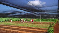Organic farming provides fesh food in Cuba  News Clip