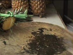 Saving bears in Cambodia Instructional Video