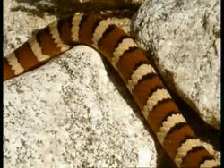 CU Scarlet Kingsnake, pattern of coloured bands, head on ground looking to camera, flicks tongue, USA Stock Footage