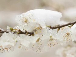 flower garden in the snow Stock Footage