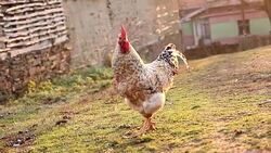 Rooster in a village front yard Stock Footage