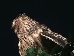 CU Shot of Long Eared Owl, asio otus, Adult Flapping Wings / Vieux Pont en Auge, Normandy, France  Stock Footage