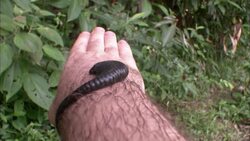A leech slinks along a man's arm. Stock Footage