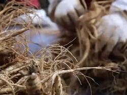 CU R/F Farmers selecting ginseng in good condition / Geumsan, Chungcheongnamdo, South Korea Stock Footage