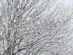 Winter Snow - HD Video Stock Footage