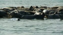 A colony of seals congregates on a sandbar. Stock Footage