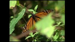 +4:3 Number of Monarch butterflies wintering in Mexico dropped 28.1 percent this year News Clip
