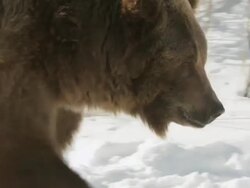 CU POV TS Bear walking in snow / Livingston, Montana, United States Stock Footage